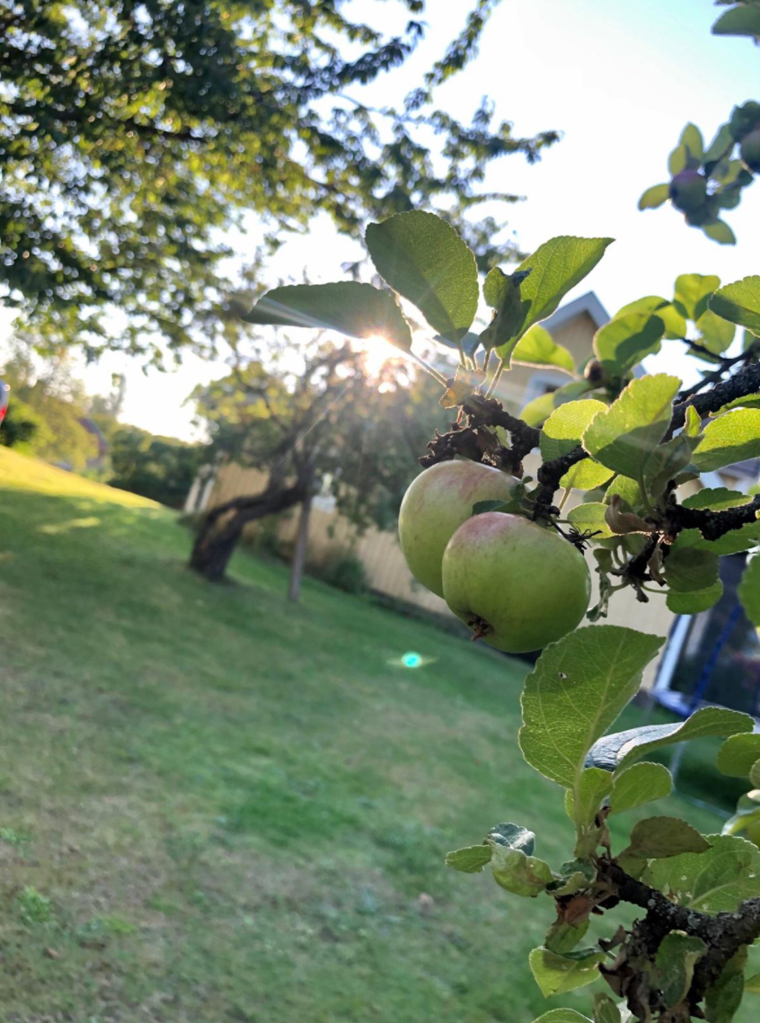 Apfelbaum im Obstgarten Mörlunda